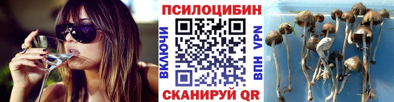 Псилоцибиновые грибы Psilocybine cubensis  Североморск 